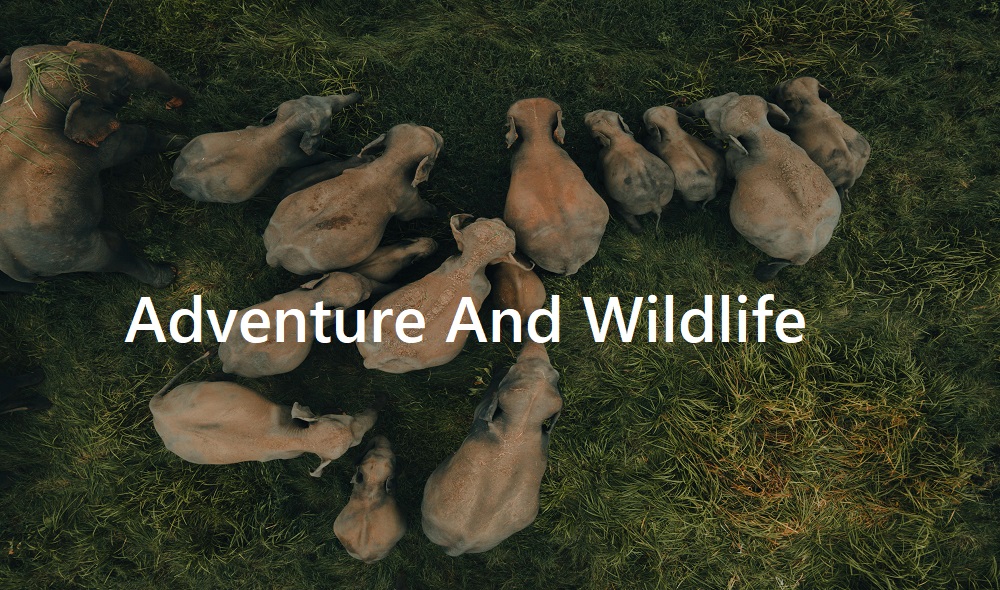 Adventutre and WildlifeMain